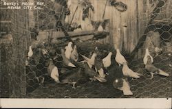 Bovey's Pigeon Run Postcard