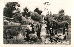 Miner at camp with burros Postcard