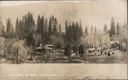 The Pines Postcard