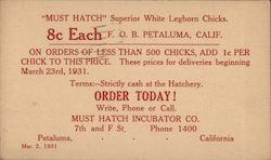 "Must Hatch" Superior White Leghorn Chickens Postcard