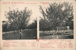 Czech/Esperanto Tress, Advertising? Postcard