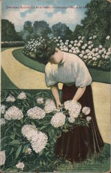 Growing Buckbee's New Hardy Hydrangea "Hills of Snow" Postcard