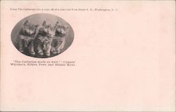 The Cattarian Postcard