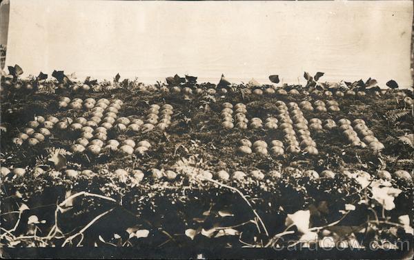 Swastikas made of oranges Fruit