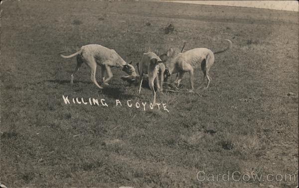Dogs Killing a Coyote Kansas