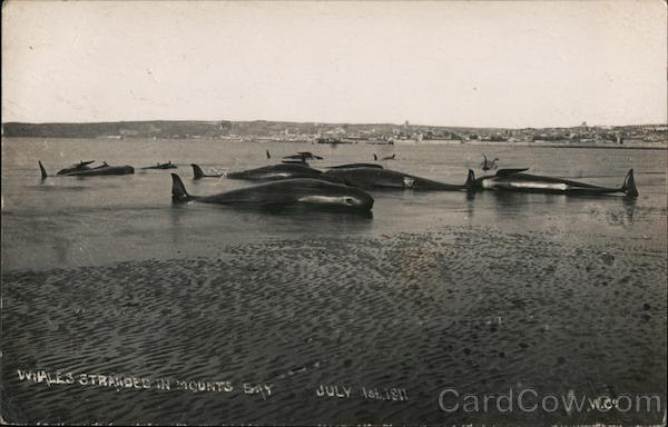 Whales Stranded in Mounts Bay July 1st, 1911 England