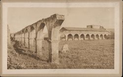 Cow Grazing In The Quadrangle Postcard