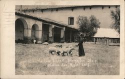 The lone resident feeding his sheep. Mission San Miguel Postcard