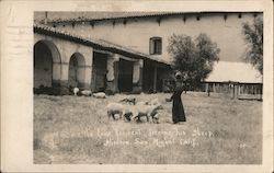The lone resident feeding his sheep. Mission San Miguel California Postcard Postcard Postcard