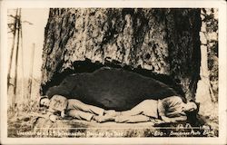 Undercut of 120' Washington Douglas Fir Tree Postcard