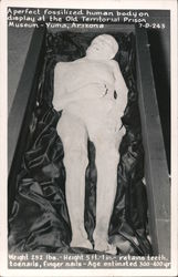 A Perfect Fossilized Human Body on Display at the Old Territorial Prison Museum Postcard