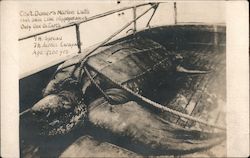 Captain Domer's Marine Luth - Leatherback Turtle Postcard