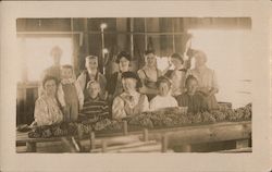 Workers in Fruit or Nut Packing House Occupational Postcard Postcard Postcard