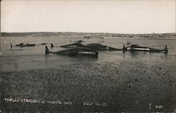 Whales Stranded in Mounts Bay July 1st, 1911 Postcard