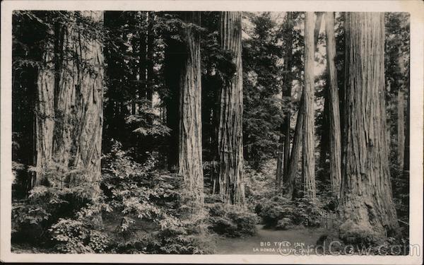 Big Tree Inn, La Honda Canyon California
