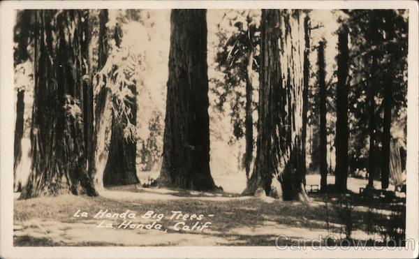 Big Trees La Honda California
