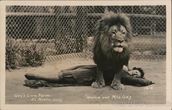 Gay's Lion Farm - Numa and Mrs. Gray El Monte California
