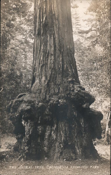 The animal tree. California Redwood Park Felton