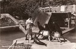 Trained sea lions at Zoological Gardens Postcard
