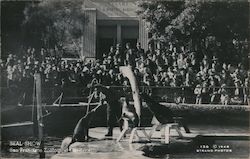 Seal Show, San Francisco Zoological Gardens California Strand Photos Postcard Postcard Postcard