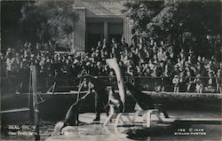 Seal Show, San Francisco Zoological Gardens Postcard