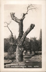 Hangman's Tree - Big Oak Flat Road Postcard