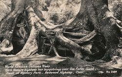 World famous Octopus Trees-here nature tightens her harpstrings over the Fallen Giant Trees of Mystery Park Postcard