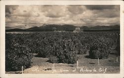 An Orange Grove Porterville, CA Postcard Postcard Postcard