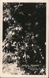 Navel Oranges as They Grow Porterville, CA Postcard Postcard Postcard