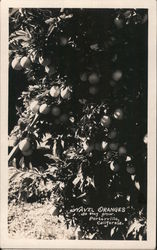 Navel Oranges as They Grow Postcard