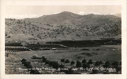 "Success Valley" Orange Groves Near Porterville, CA Postcard Postcard Postcard