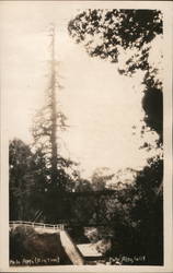 The Palo Alto "Big Tree" Postcard