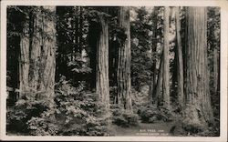 Big Tree Inn, La Honda Canyon California Postcard Postcard Postcard