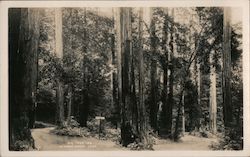 Big Tree Inn - La Honda Canyon Postcard