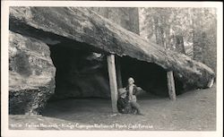 Fallen Monarch Kings Canyon National Park Postcard