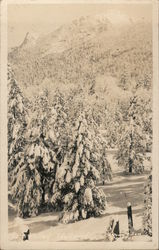 Snow on the Pine Trees Postcard