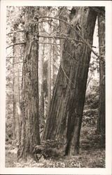 Big Trees near Holy City, Santa Clara County Postcard