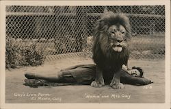 Gay's Lion Farm - Numa and Mrs. Gray Postcard