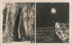 Inside & Outside of the "Chimney Tree" Postcard