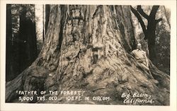 Father of the Forest Big Basin, CA Postcard Postcard Postcard