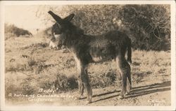Buddy, A Native of Coachella Valley Postcard