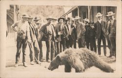 Bear Caught and Brought to on a Rope, 1907 Downieville, CA Postcard Postcard Postcard