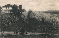 Barkhaus home Postcard