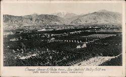 Orange Groves & Palm Trees, San Gabriel Valley Postcard