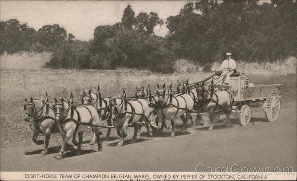 Eight horse team of Champion Belgian Mares, owned by Pfeffer of Stockton, California