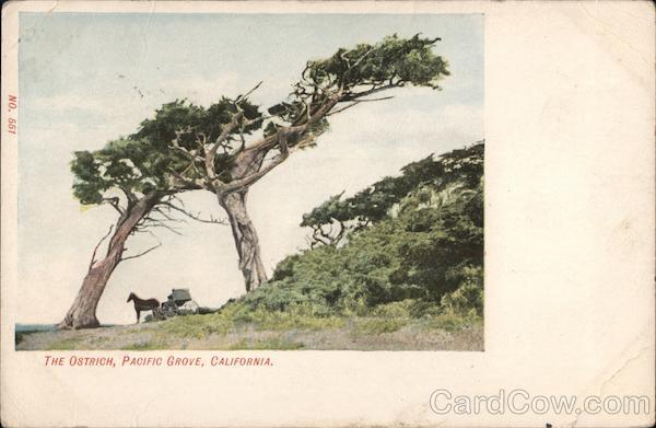 The Ostrich Pacific Grove California