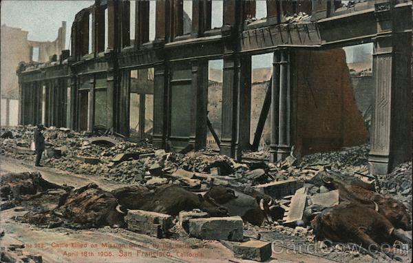 Cattle Killed on Mission Street San Francisco California