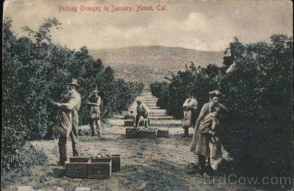 Picking Oranges in January Hemet California