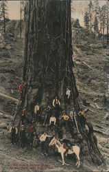 Big Tree in General Grant National Park Visalia, CA Postcard