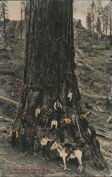 Big Tree in General Grant National Park Visalia, CA Postcard Postcard Postcard